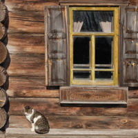 Кошка у окошка