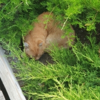 Рыжее счастье