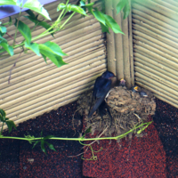 Удача в дом