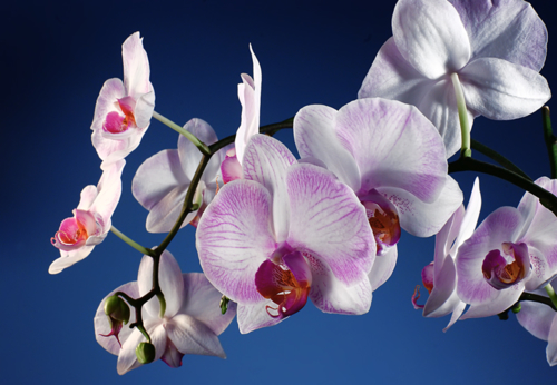 Загадочная орхидея