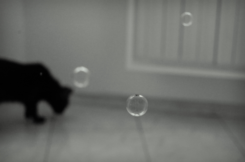 Черная кошка и мыльные пузыри