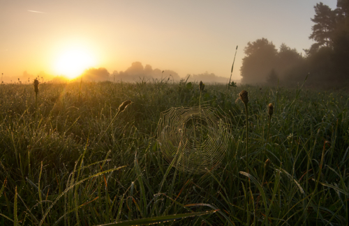 Росное утро