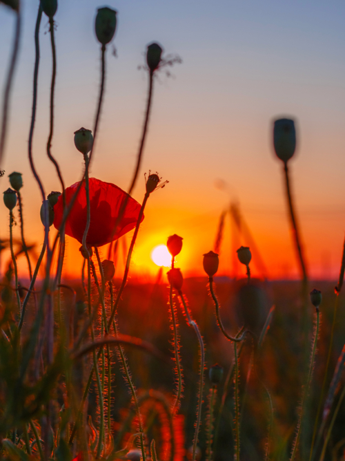 Закат цвета дикого мака