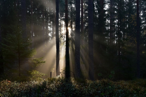 Поэзия осеннего леса