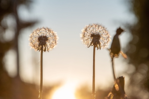 В тему ли? И котик)