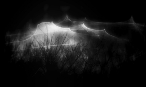 Паутинка Фудзи ..