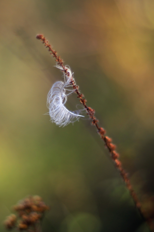 Потерявшаяся