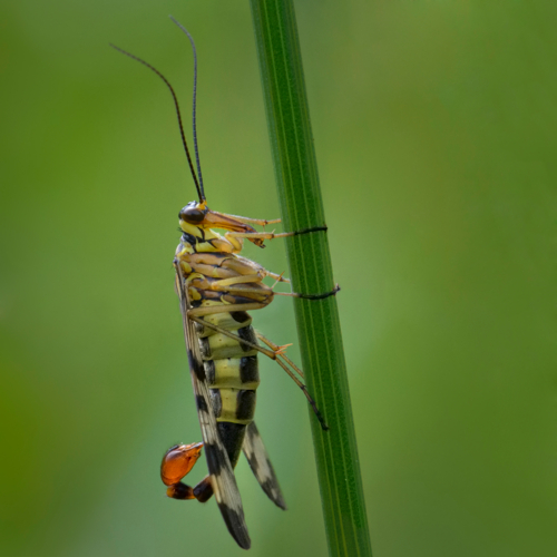 Чудо природы