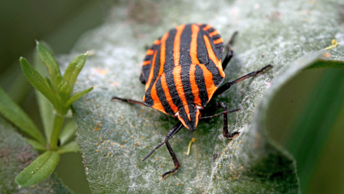 Полоски вдоль и поперек