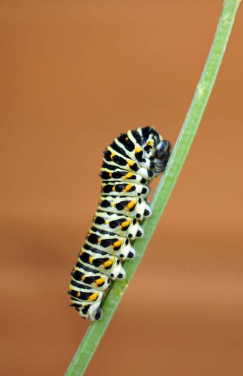 Будущая красавица