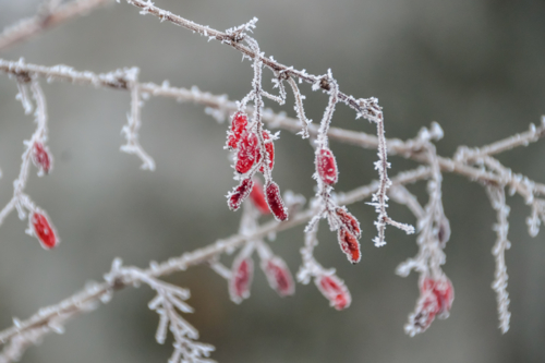 Белые одежды