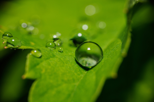 зеленые капли