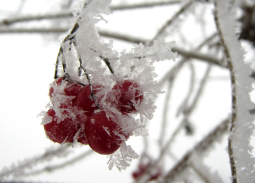 калина красная