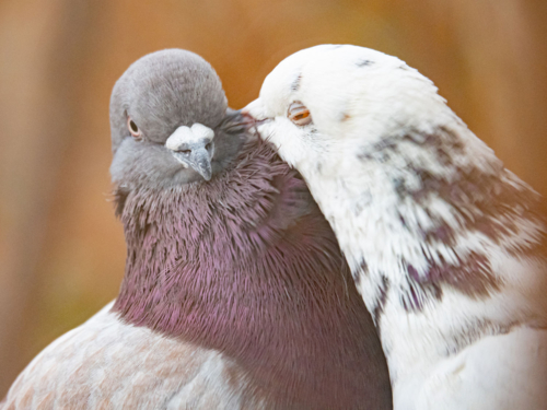 Рыжик и Беляночка, любовь на всю жизнь