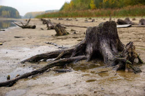 А дерева - что дерева? Они - дрова...