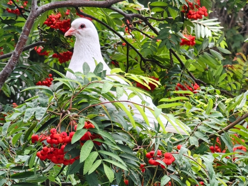 Белый голубь