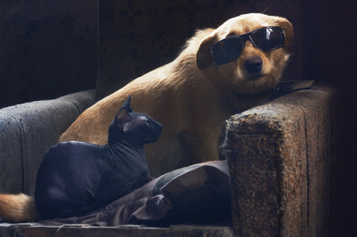 котопёсная матрица