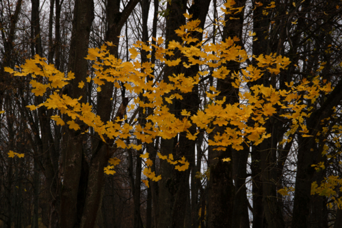 Осенние бабочки.