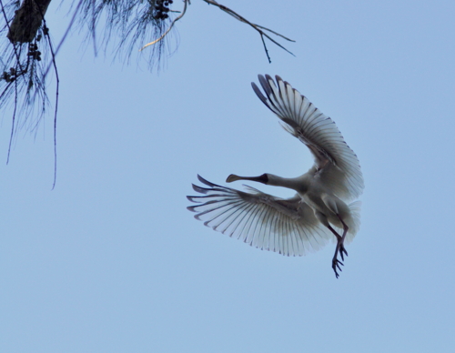 Я вернулся!