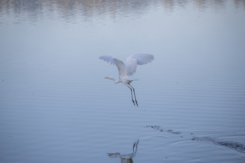 Белая цапля