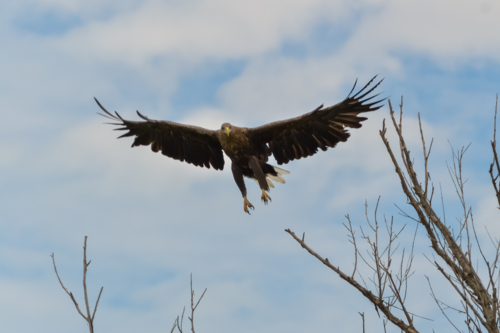 Прошу посадку